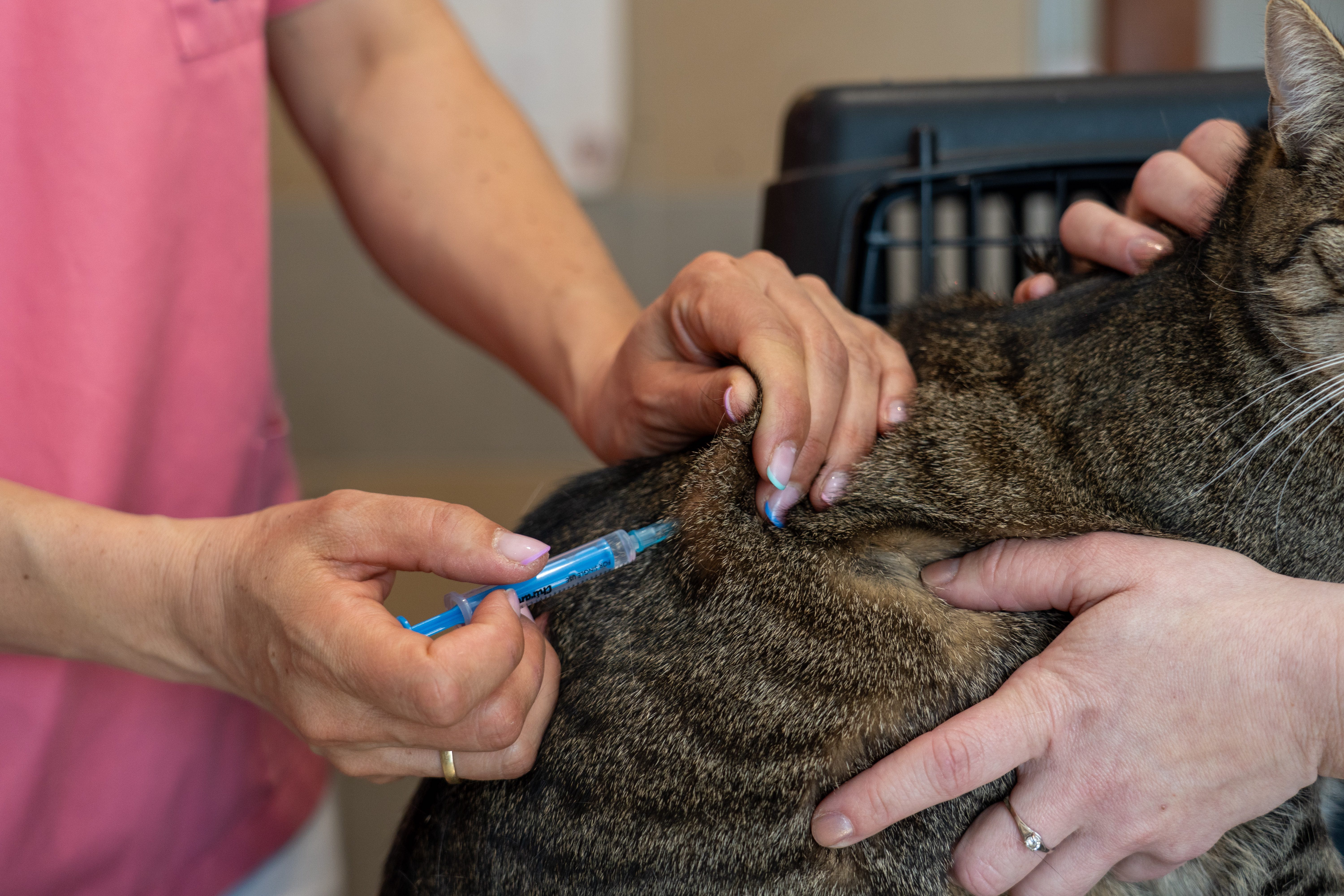 Macska védőoltása - Professzionális oltási eljárás