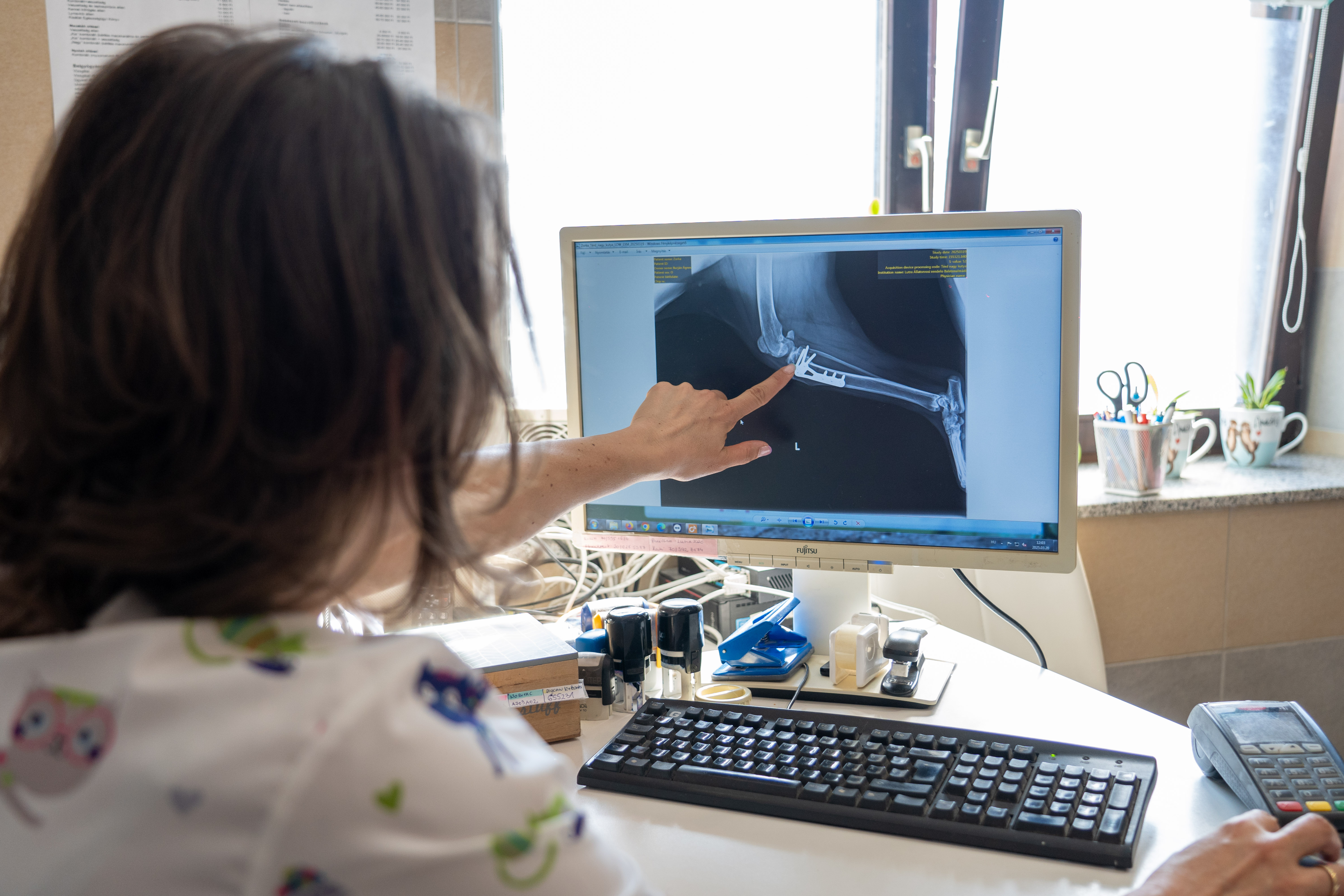 Digitális röntgen vizsgálat - Kutya lábának elemzése modern berendezéssel